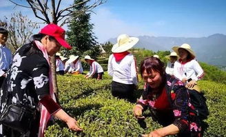 三峽茶文化節在宜昌鄧村舉行,首家無人工廠智能茶葉加工投產運行