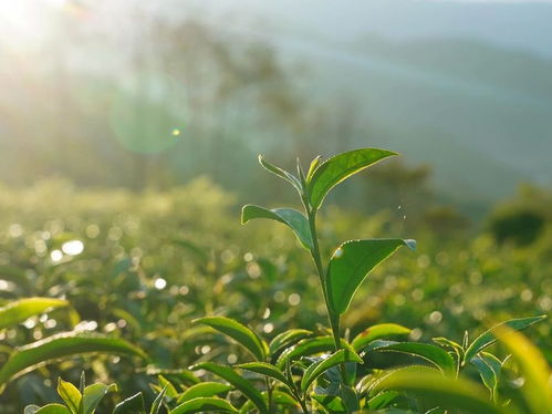 云南的烏龍茶,有什么不一樣