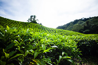 在馬來西亞的茶葉種植園