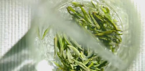 城固 又到山花爛漫時 絲路萬里品茶香