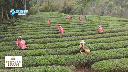 惠州首條茶葉自動化加工生產線啟用 帶動村民增收脫貧