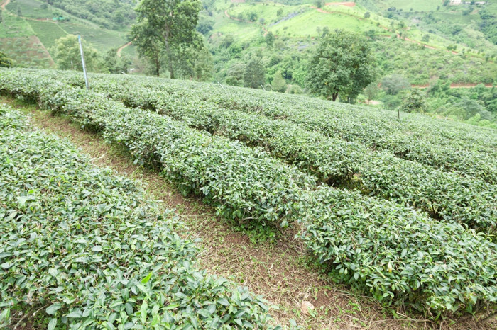 種植園種植與茶種植園農民成長茶樹山區域為種植園