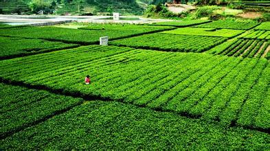 快來安化“黑茶最美生態茶園”撩茶