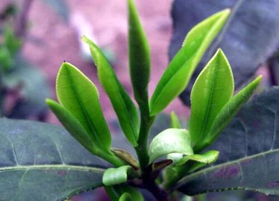 茶葉的生長周期是多長時間
