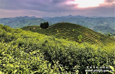 平利:“貢”茶飄香“富”萬家