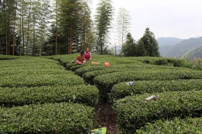 龍巖斜背茶產(chǎn)銷兩旺