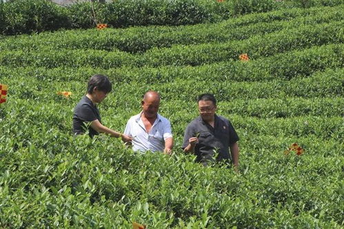 西鄉(xiāng)法院 以法治力量滋養(yǎng)茶香四溢