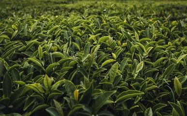 竹葉青距離茶界茅臺(tái),還差一個(gè)小罐茶