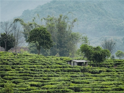 喜茶加盟業(yè)務(wù)持續(xù)推進(jìn) 7000畝甄選茶園助力上游茶產(chǎn)業(yè)發(fā)展