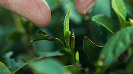 紅源牌茶葉招商加盟信息