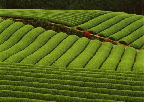 小茶葉大產(chǎn)業(yè),看她茶旅共興實(shí)現(xiàn)鄉(xiāng)村振興