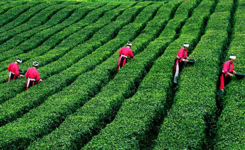 茶鄉(xiāng)旅游精品線路 夏季避暑到茶鄉(xiāng) 終選名單出爐