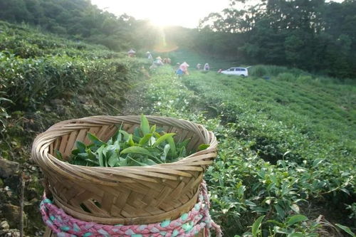 文山包種是什么茶