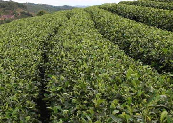 苦丁茶高產栽培技術