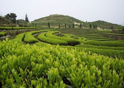 鐵觀音,為何被茶界稱為“ 茶葉之王”