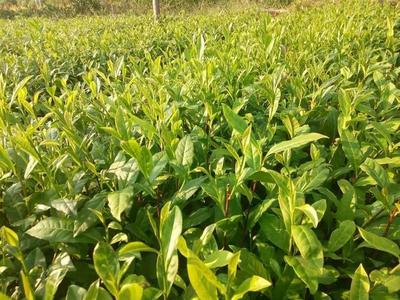 黃金茶8號品種介紹大全及價格