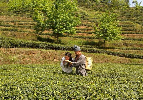 皇家御用珍品蒙頂山茶種類