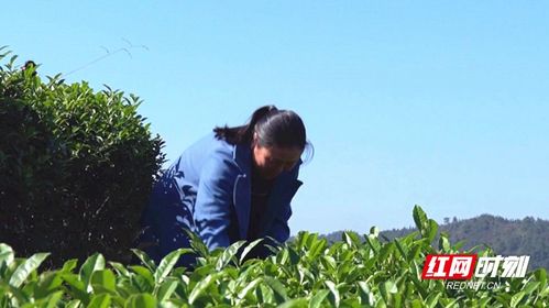 資興茶葉種植戶胡華英 培訓后才懂得品牌的重要性