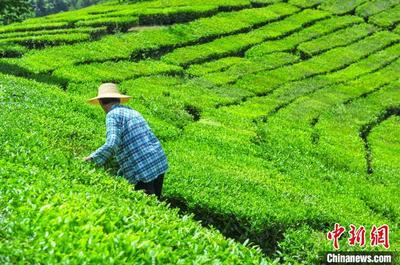 從萬里茶道到直播帶貨 湖北茶葉再尋“路”