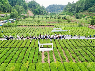 中茶協應邀出席湖北省發展茶業新質生產力暨振興三峽茶產業大會