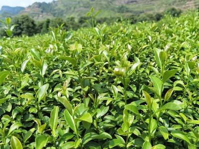 青山綠水育好茶,沙縣、泰寧兩地好茶不斷