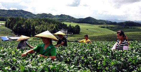 湄潭榮獲!貴州首批6個“兩山”基地命名授牌
