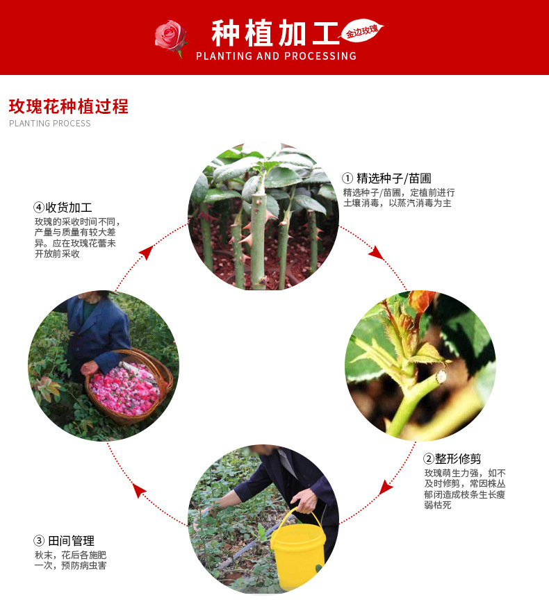 云南金邊玫瑰花蕾花茶 干玫瑰花蕾 花果茶茶葉散裝批發
