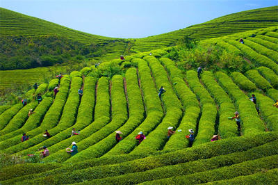甕安:春到茶山采茶忙 20萬畝茶飄香