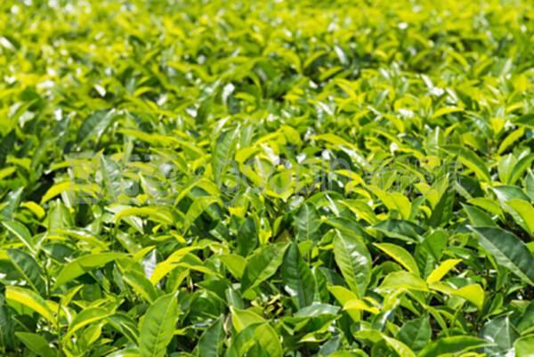 錫龍茶的綠色種植