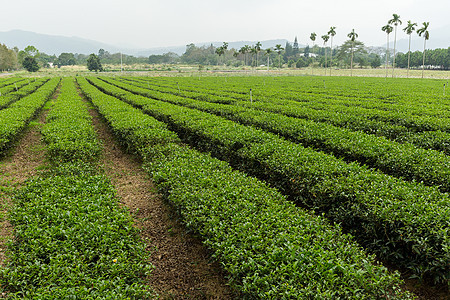 茶葉種植園