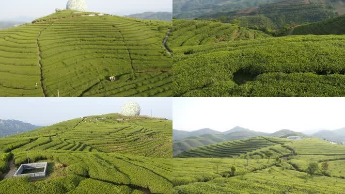 茶田茶葉種植