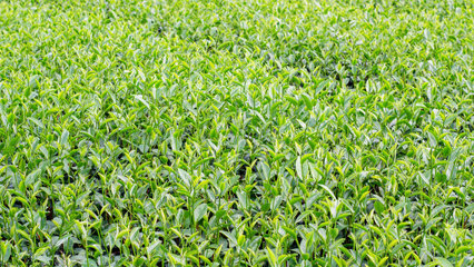 茶種植