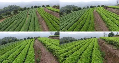 茶葉茶山_4096X2160_高清視頻素材下載(編號:2893911)_實拍視頻