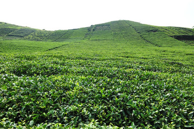 絞股藍茶種植基地