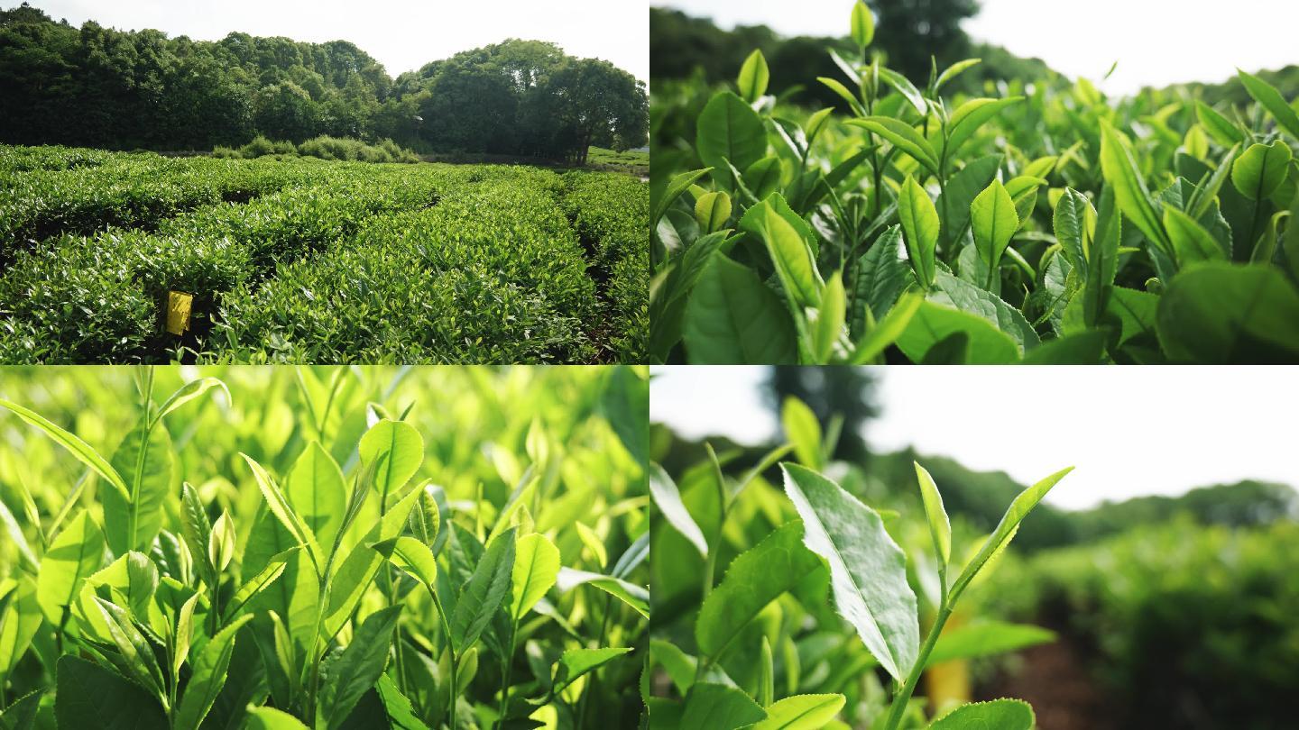 茶葉種植綠茶嫩芽特寫展示