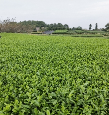 蒙山茶葉苗批發