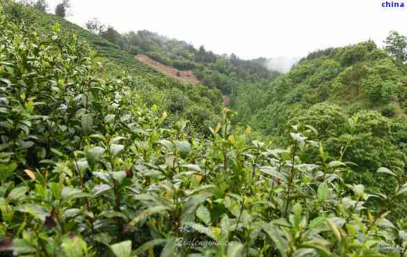 商南縣茶葉都有什么品種,探秘商南縣茶葉:了解其多樣化的品種
