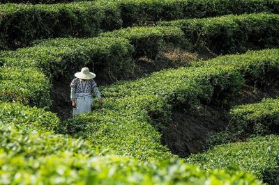 喜茶推出甄選茶園標準 打造供應鏈新模式把控茶葉品質