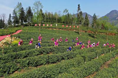 綿陽“羌茶羌文化生態游”入選中國美麗鄉村休閑旅游精品線路