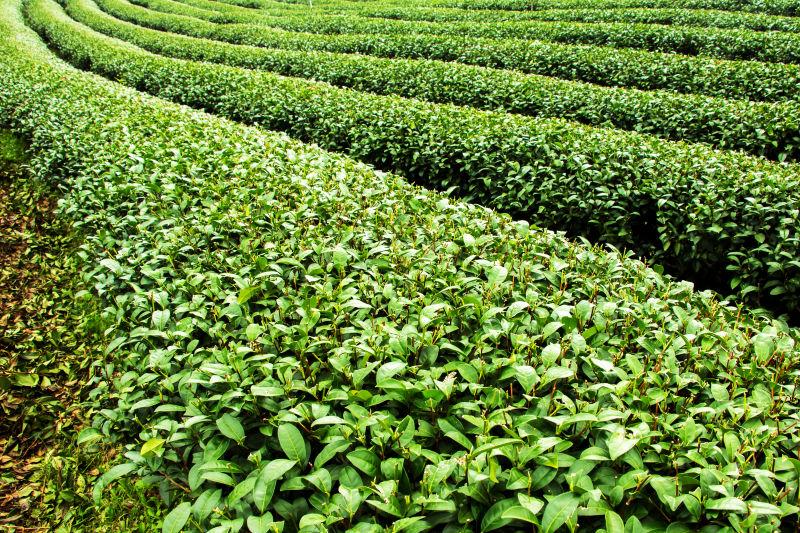 被采摘的茶葉
