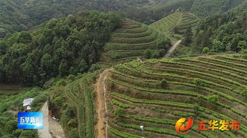 龍村鎮 茶園吐新綠 春茶采摘忙