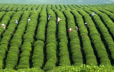 聚焦|手與心的準確配合--貴安“老茶匠”劉明友手工制茶30余載
