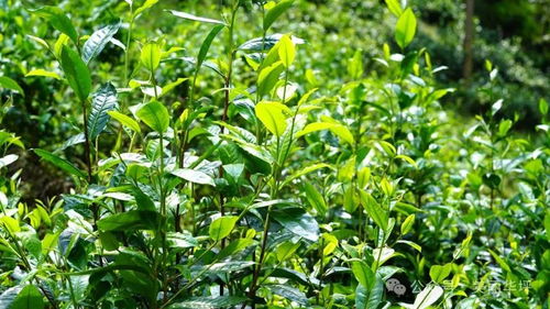 永興思木 茶廠引領茶產業新篇章