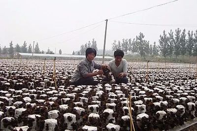 [吉農特產] 汪清黑木耳,闖出脫貧“掘金”路