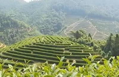 懷集新崗茶:肇慶市懷集縣洽水鎮特產,國家地理標志產品-新崗紅茶
