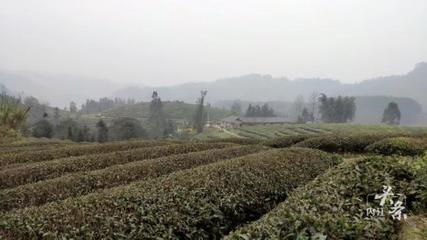 內江威遠萬畝茶園吐新芽,茶農采茶迎豐收!