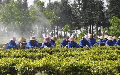 走進龍潤茶生產基地,曬曬工廠才是真實力!
