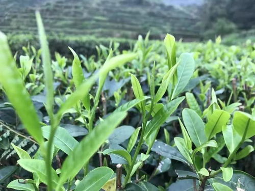 大豐收 新興這條村種植茶葉500多畝,均價800元 斤