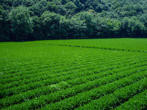茶葉種植