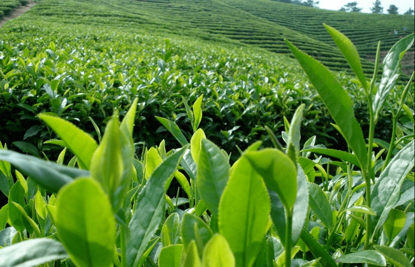 對天價茶,大聲說“不”!